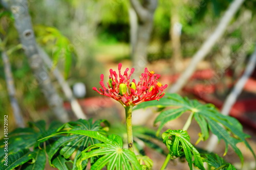 University of South Florida Botanic Garden flower/plant in spring