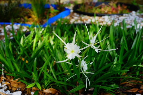 University of South Florida Botanic Garden flower/plant in spring