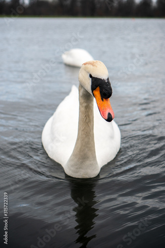 white swan portrait