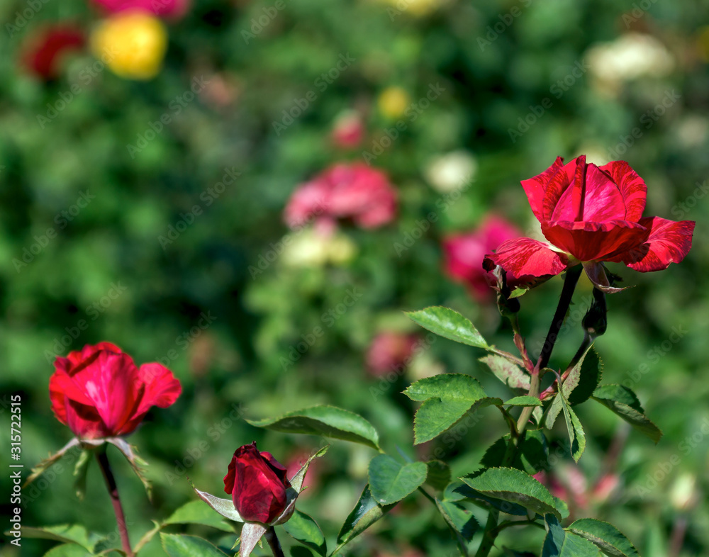 Obraz premium varietal red rose in the garden close-up in the sunlight with beautiful green bokeh, place for text