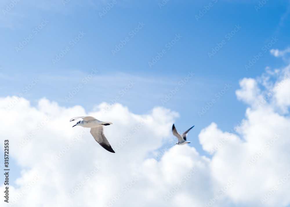 Seagulls Flying Over Miami Beach.