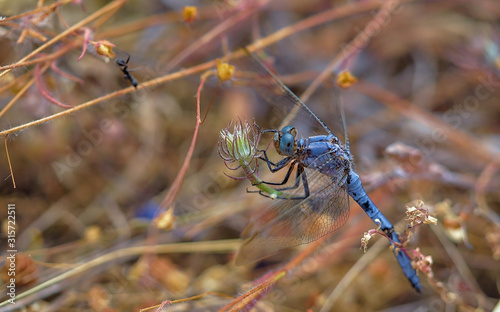 Blue dragonfly among the weed hunting. photo