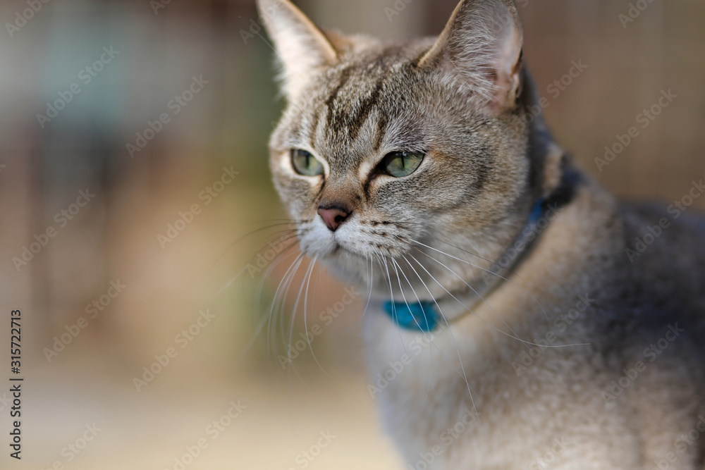 Potrait of golden Burmilla cat, in outdoor
