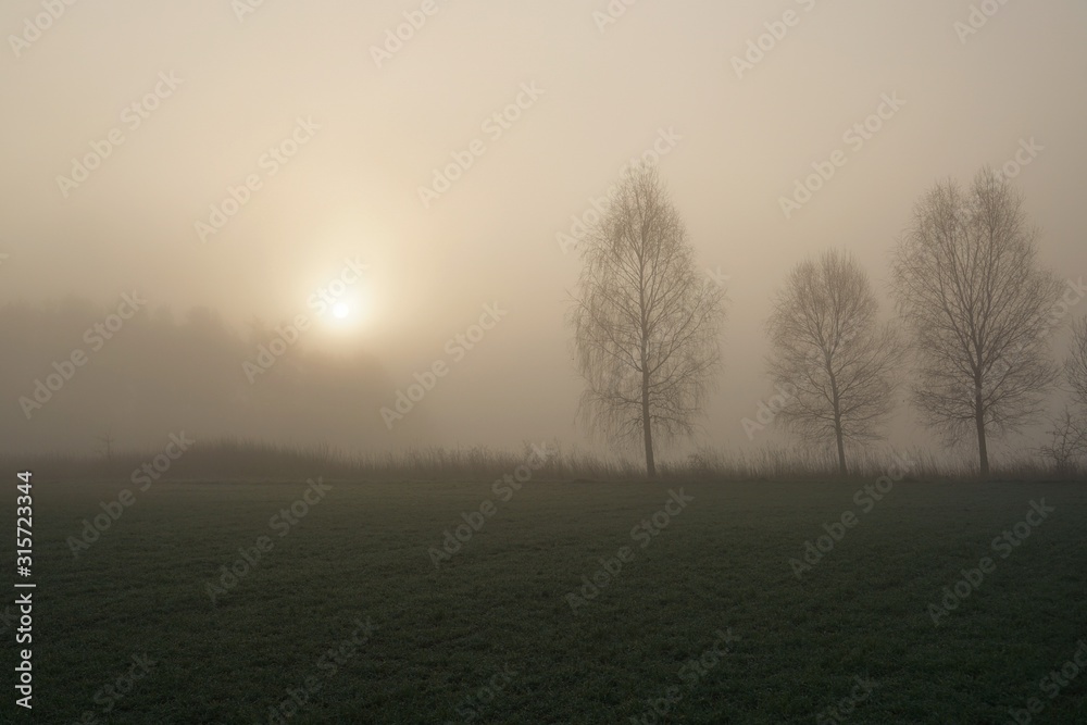 tree in fog tree in fog