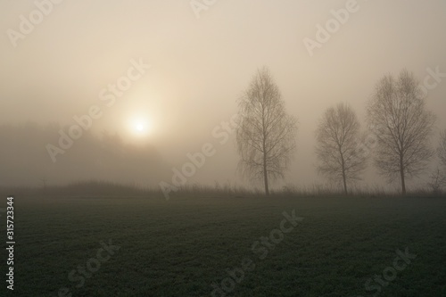 tree in fog