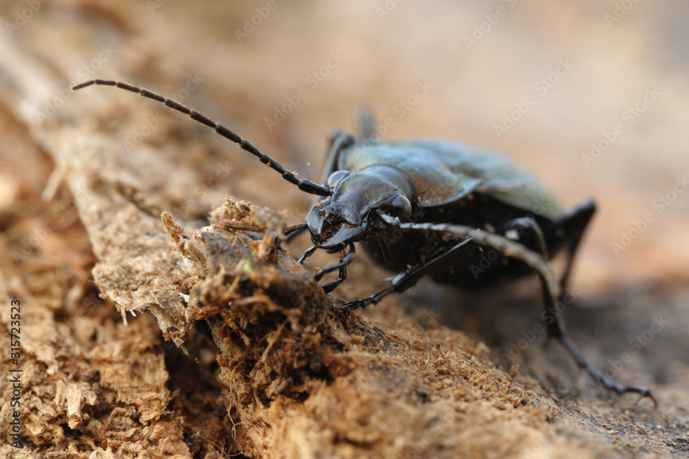 Gekörnter Laufkäfer Carabus granulatus Gekörnter Laufkäfer Carabus granulatus