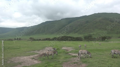 Zebras in the meadow in the African savannah. Zebras in Tanzania National Park.