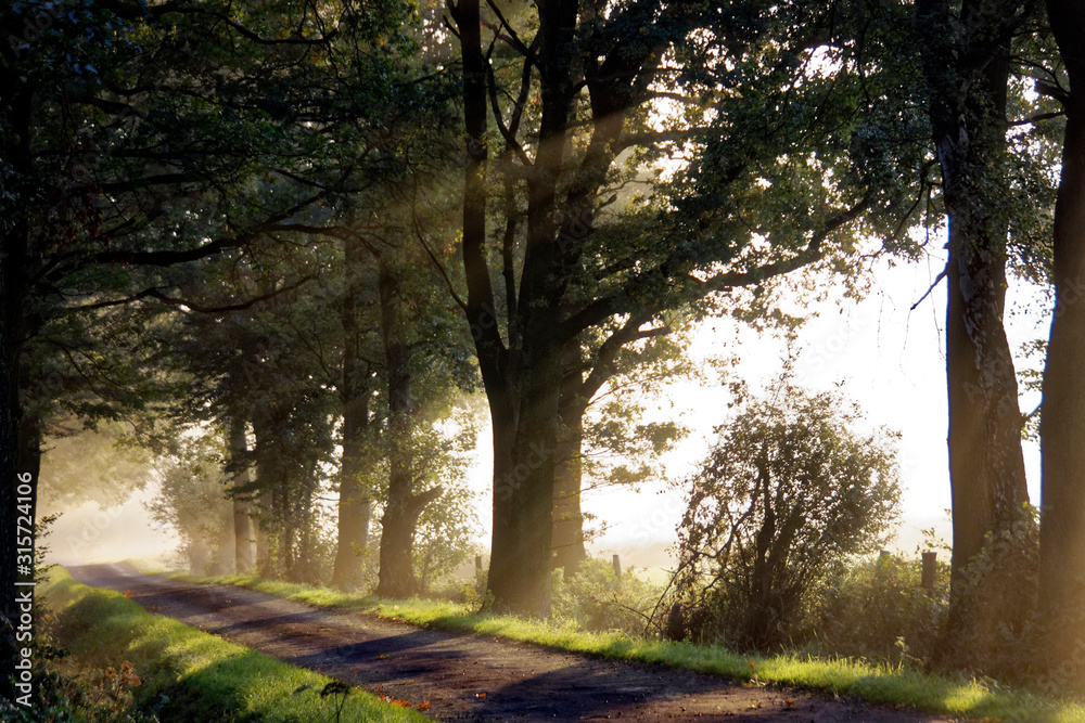 Fototapeta premium Allee mit Sonnenstrahlen