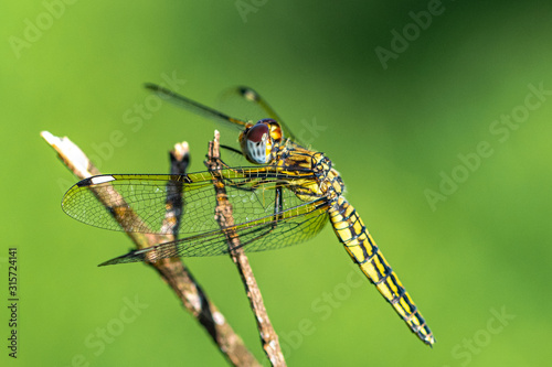 Φωτογραφία Banded groundling dragonfly (Brachythemis leucosticta) resting on a branch twig,
