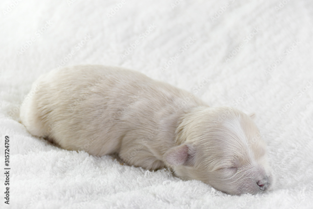 Little blind dog. Maltipoo is a newborn puppy. Little blind dog. Maltipoo is a newborn puppy.
