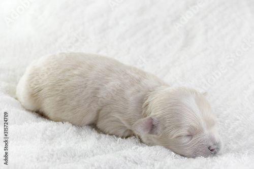 Little blind dog. Maltipoo is a newborn puppy. © dimdiz