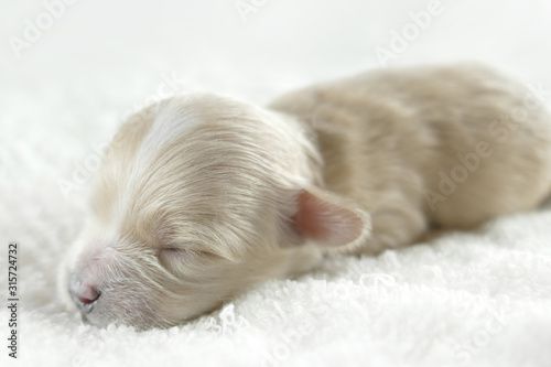 Puppy on a white blanket. Maltipoo is a newborn puppy. © dimdiz