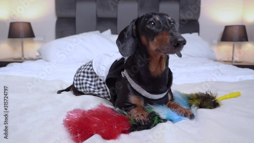 A cute Dachshund dog, black and tan, dressed in a maid costume, holds a pipidaster, lies on a large bed and barks. Room service at the hotel. photo