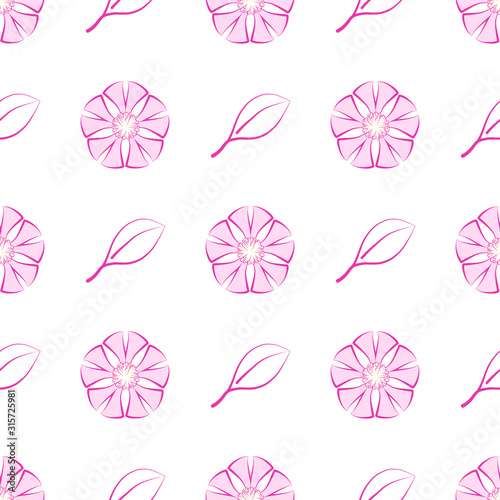 Vector illustration. Exotic flower Silene Tomentosa