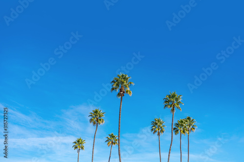 California palm trees with blue sky