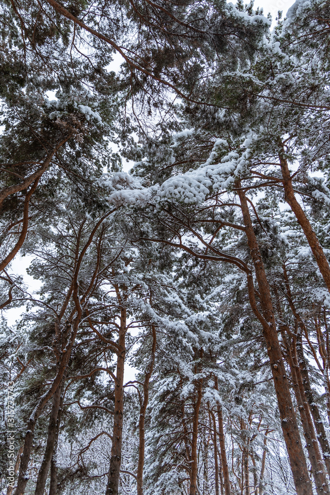 Fototapeta premium Snow on a tree branch