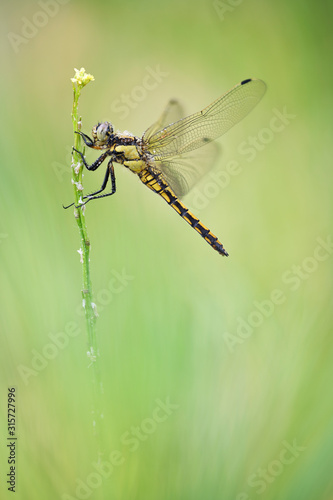Großer Blaupfeil Orthetrum cancellatum