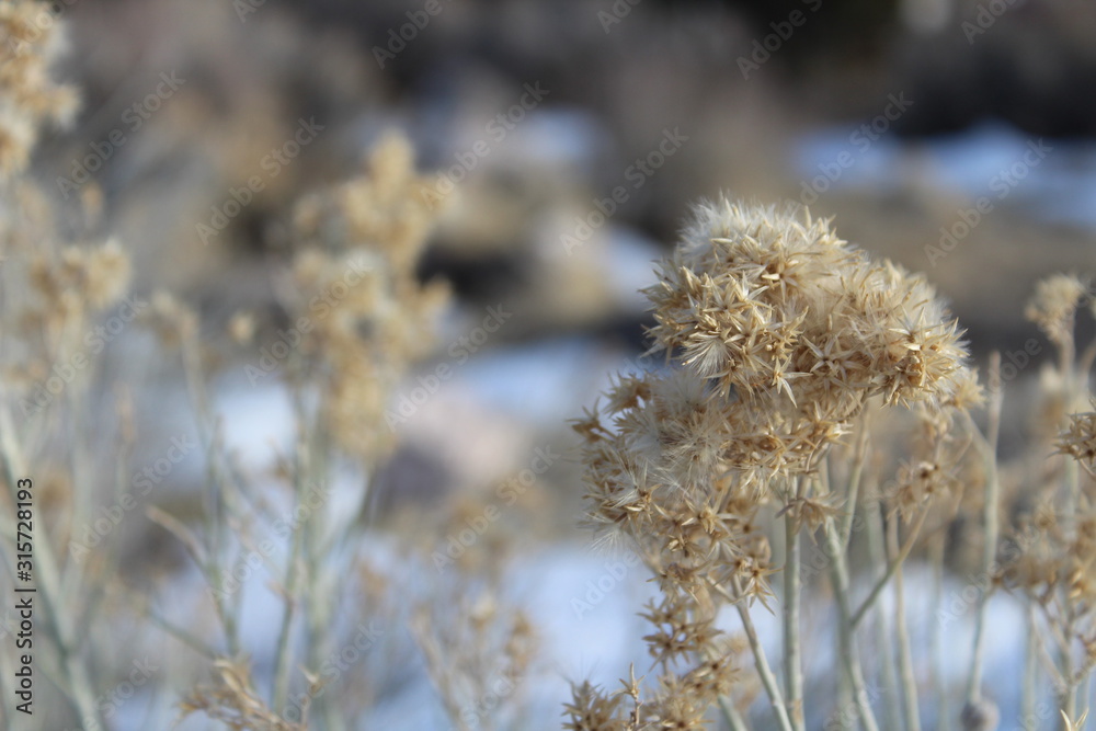 Close up of Sagebrush in high desert