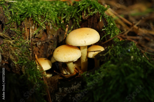 sulphur tuft in the forest