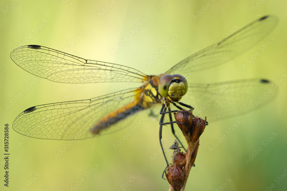 Schwarze Heidelibelle Sympetrum danae Schwarze Heidelibelle Sympetrum danae