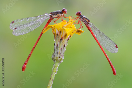 Photos Späte Adonislibelle Ceriagrion tenellum