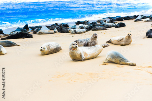 seals by the beach, horsey gap, uk