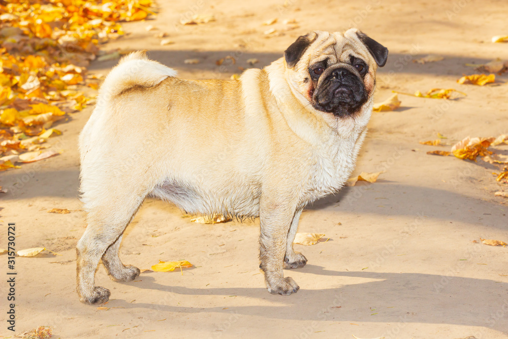 pug stands in autumn foliage, in the park autumn