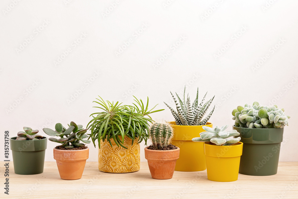 Collection of various succulents and plants in colored pots. Potted cactus and house plants against light wall. The stylish interior home garden