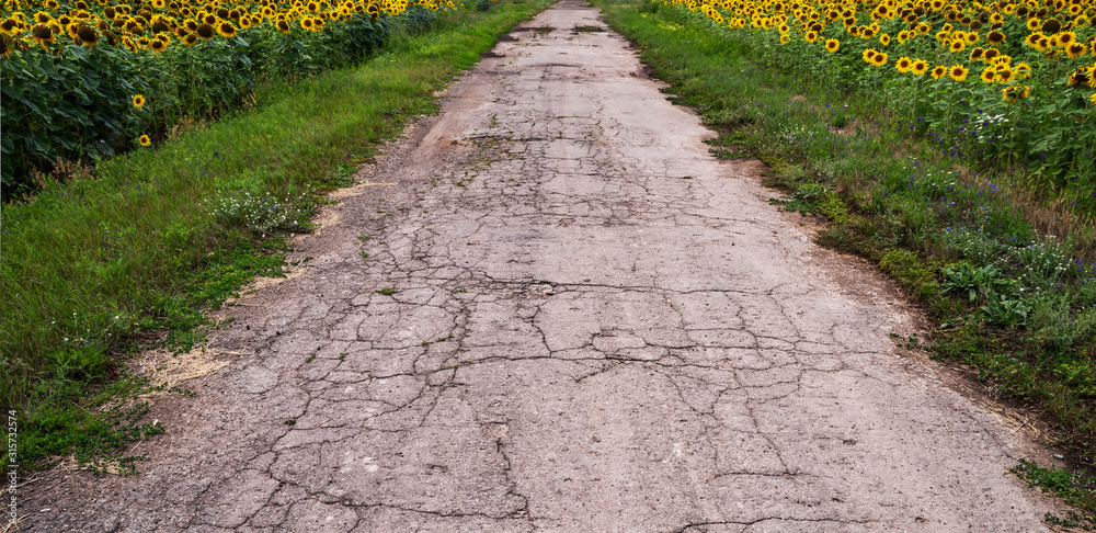 Old asphalt road in the middle of a field of sunflowers.