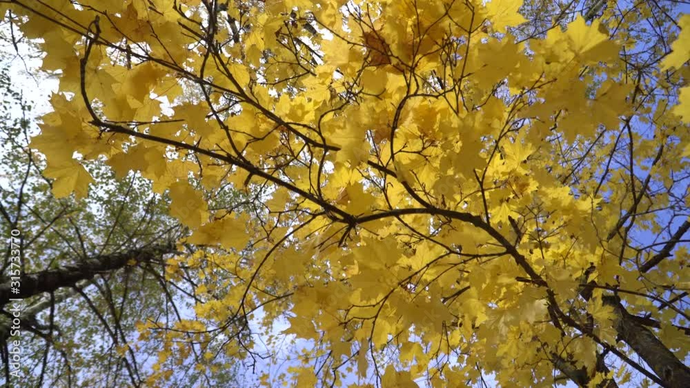 A branch of yellow maple leaves against a blue sky. Autumn in the Park. A branch of yellow maple leaves against a blue sky. Autumn in the Park.