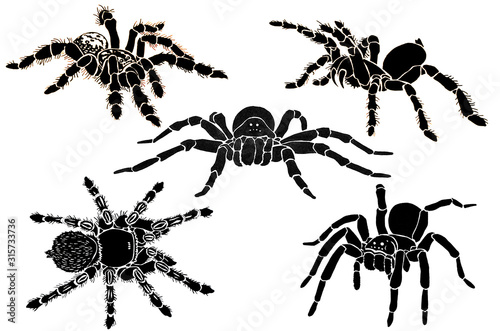 Graphical sketch of spiders isolated on white background, jpg illustration , tarantula 