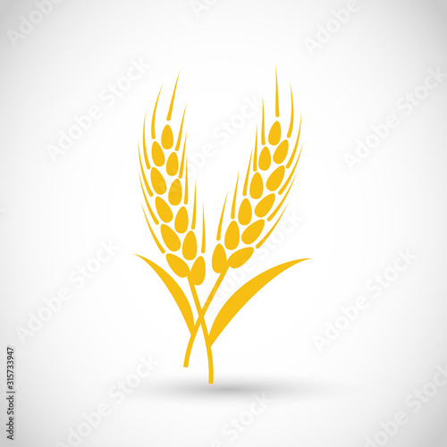 Beautiful set of golden wheat, grain vector elements