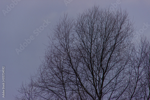 Tree branches dusted with snow against the sky, nature winter background . Winter landscape.