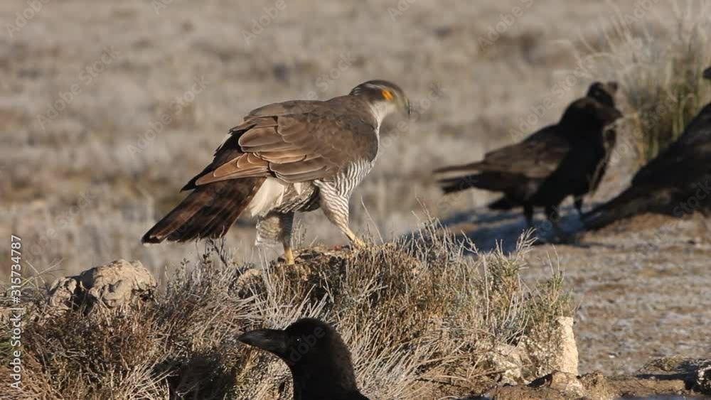 Northern goshawk on a cold January morning with the first lights of dawn, hawk, goshawk, falcons, birdsAccipiter gentilis Northern goshawk on a cold January morning with the first lights of dawn, hawk, goshawk, falcons, birdsAccipiter gentilis