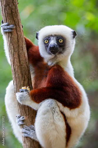 Verreaux's sifaka close up (Propithecus verreauxi), Andasibe National Park, Madagascar photo