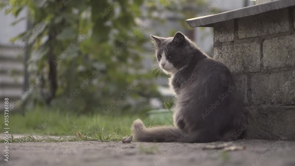 An adult non-purebred gray cat is playing with a rope. Funny grey cat in green grass. The cat plays with a string in the summer in the garden. Slow motion shot. An adult non-purebred gray cat is playing with a rope. Funny grey cat in green grass. The cat plays with a string in the summer in the garden. Slow motion shot.