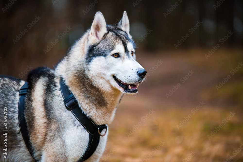 Obraz premium Husky dog close up muzzle portrait on nature