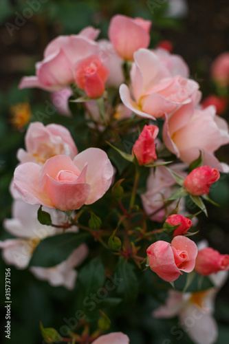 A branch of gorgeous fresh small soft pink garden roses on the flower bed at the garden at the cloudy day