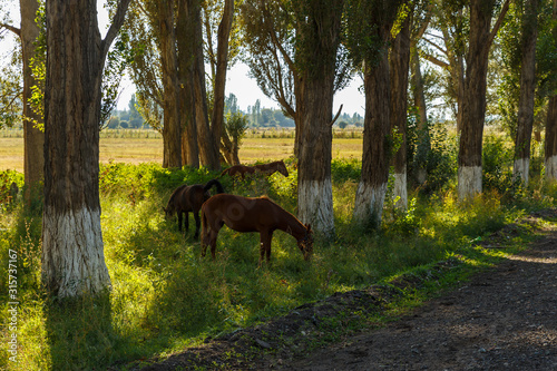 Horse family under trees  three horses graze between trees near the road  Issyk-Kul  Kyrgyzstan