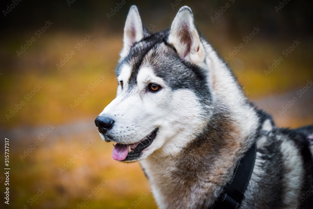 Husky dog close up muzzle portrait on nature