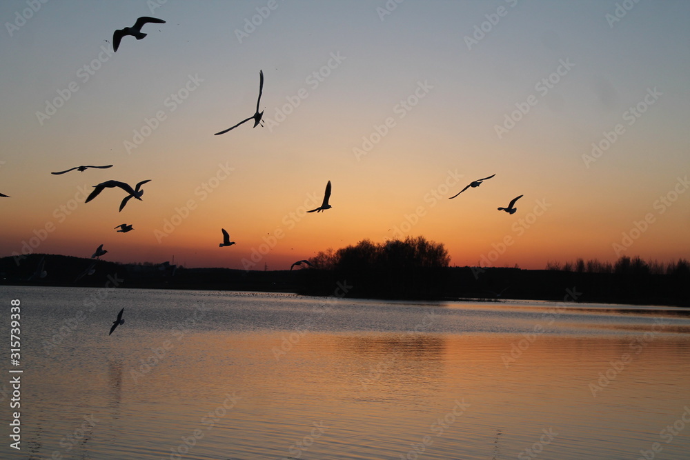 bird sunset