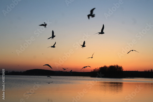 bird sunset © Dima