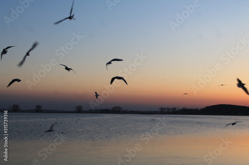 bird sunset © Dima