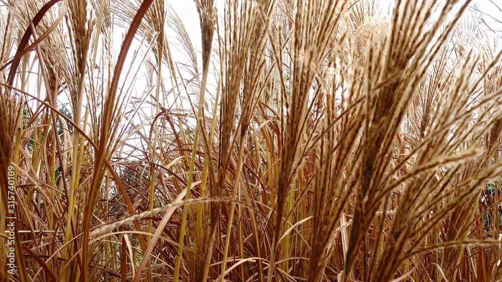 grass flower blowing in the wind. grass flower blowing in the wind.