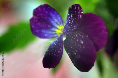 Viola tricolor, also known as Johnny Jump up or yellow pansy, heartsease, Violas or Pansies Closeup Macro with water drops