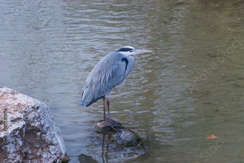 bright grey wild heron with luxurious feather structure awaits swimming fish on pebble