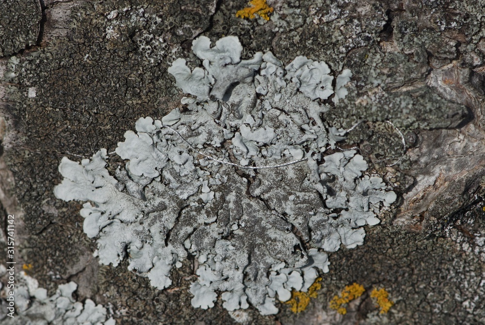 Close up Blue Parmelia, foliose lichens on fir bark .with white rope Close up Blue Parmelia, foliose lichens on fir bark .with white rope