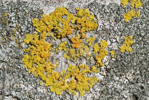 Yellow lichen on brown bark