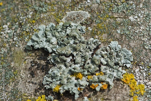 Close up Blue Parmelia, foliose lichens on fir bark