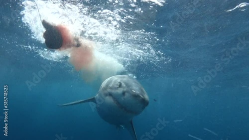 Amazing Great White Shark Attacks Chum Line During Shark Cage Dive in Port Lincoln South Australia photo
